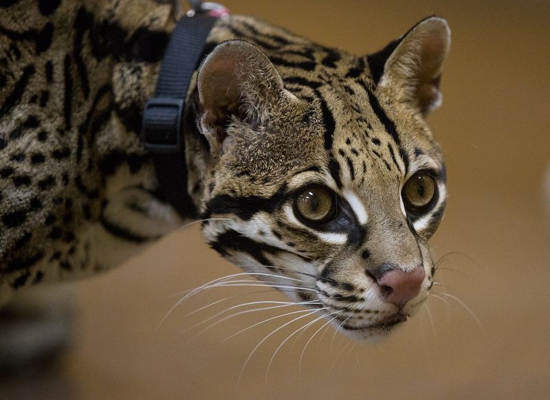 Ocelot