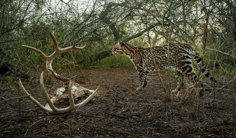 Ocelot Habitat and Distribution