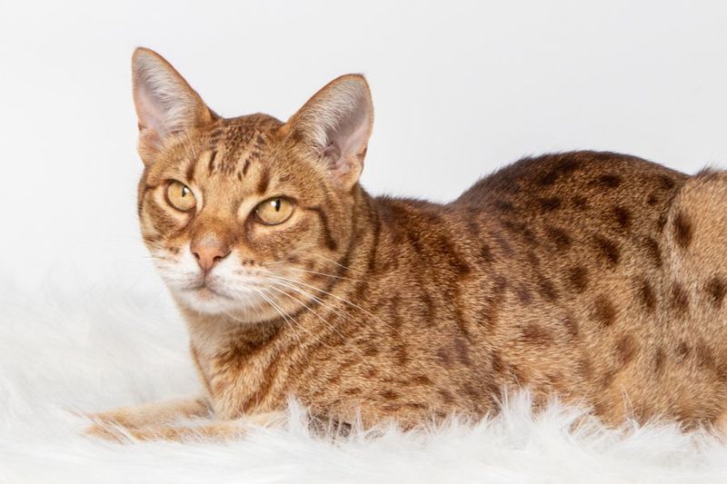 Ocicat
