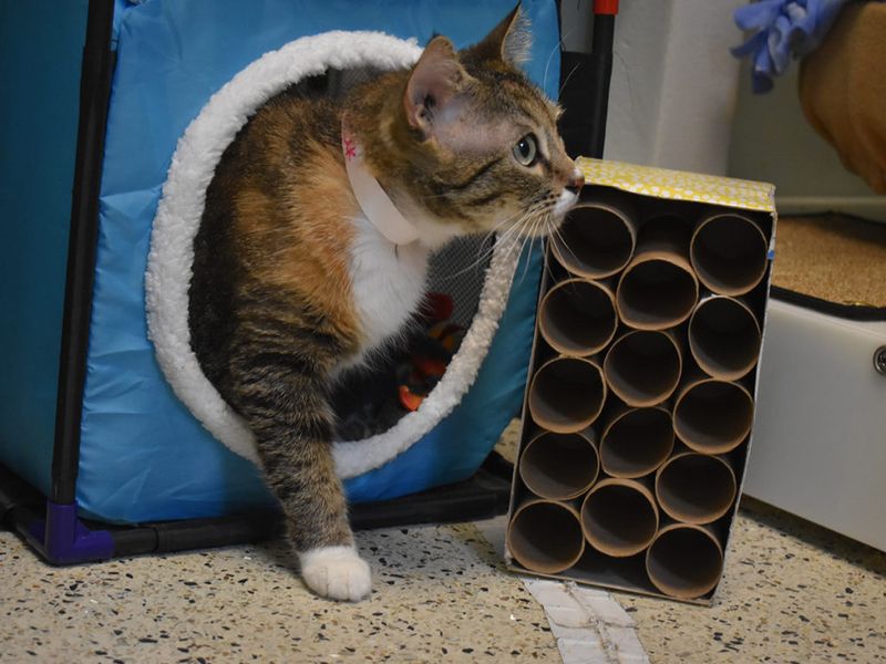 Offer Enrichment Activities