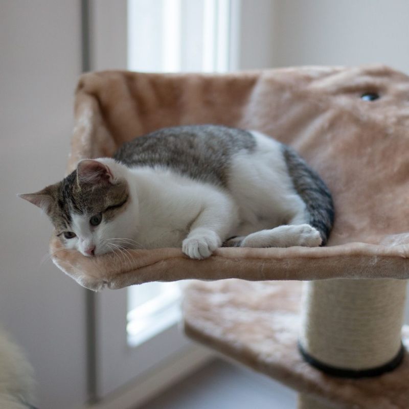 Offering Elevated Resting Spots