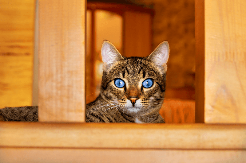 Ojos Azules