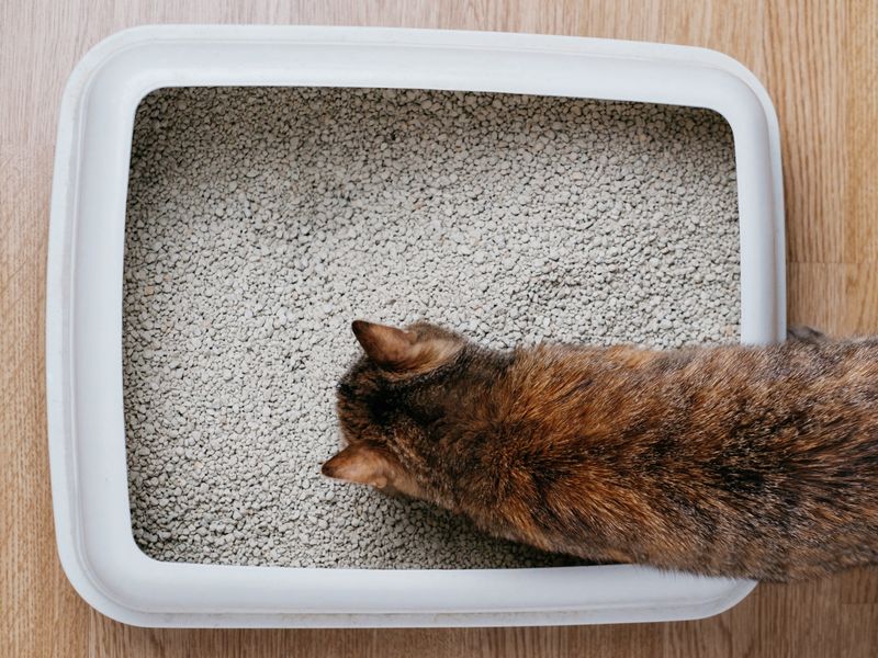 Older Cats Can't Change Litter Habits