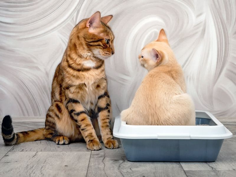 One Litter Box Per Cat is Enough