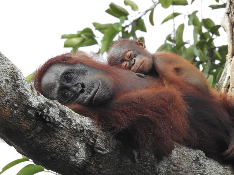 Orangutans