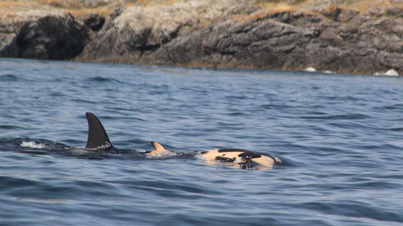 Orcas