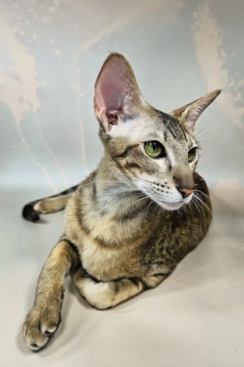 Oriental Shorthair