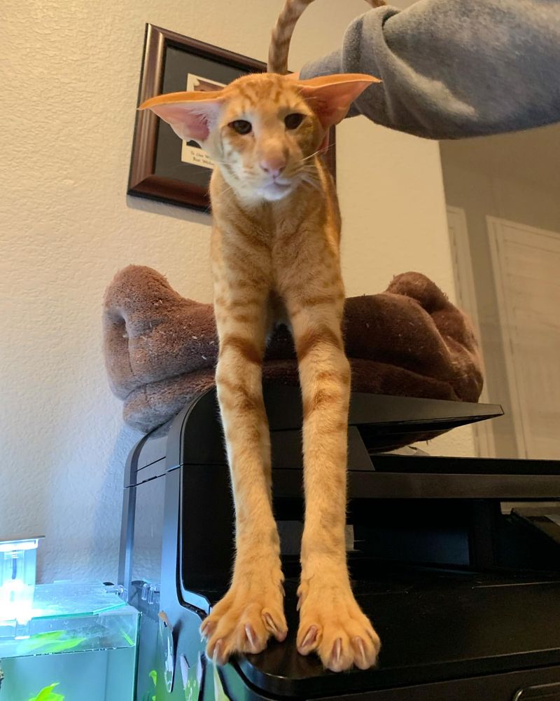 Oriental Shorthair