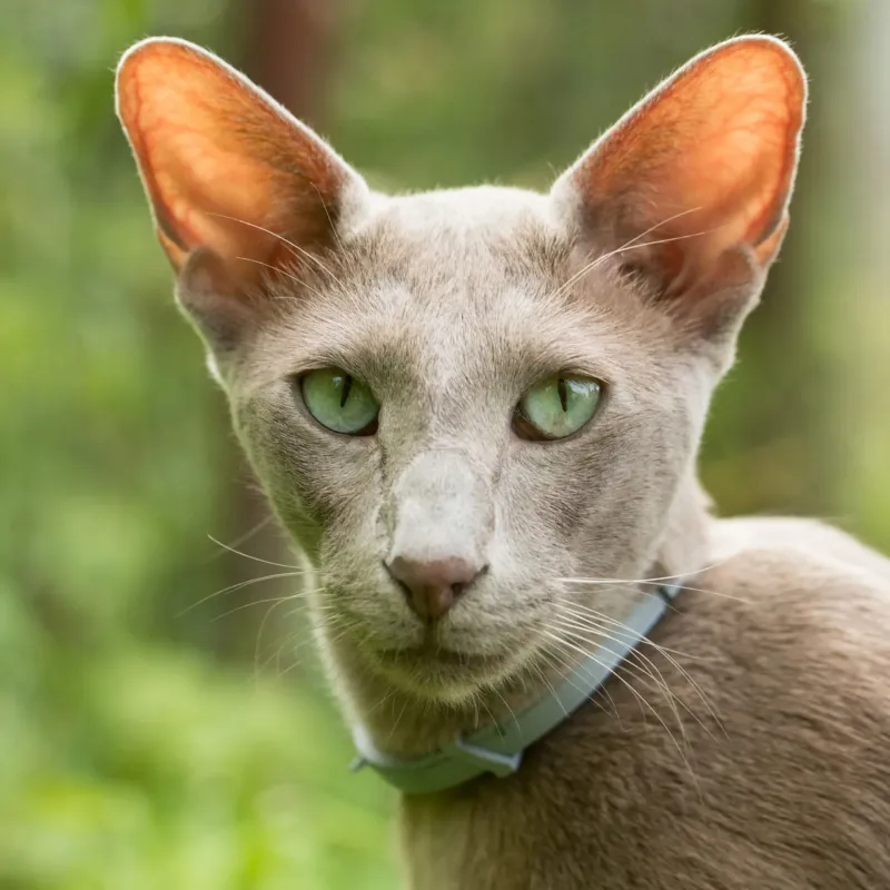 Oriental Shorthair