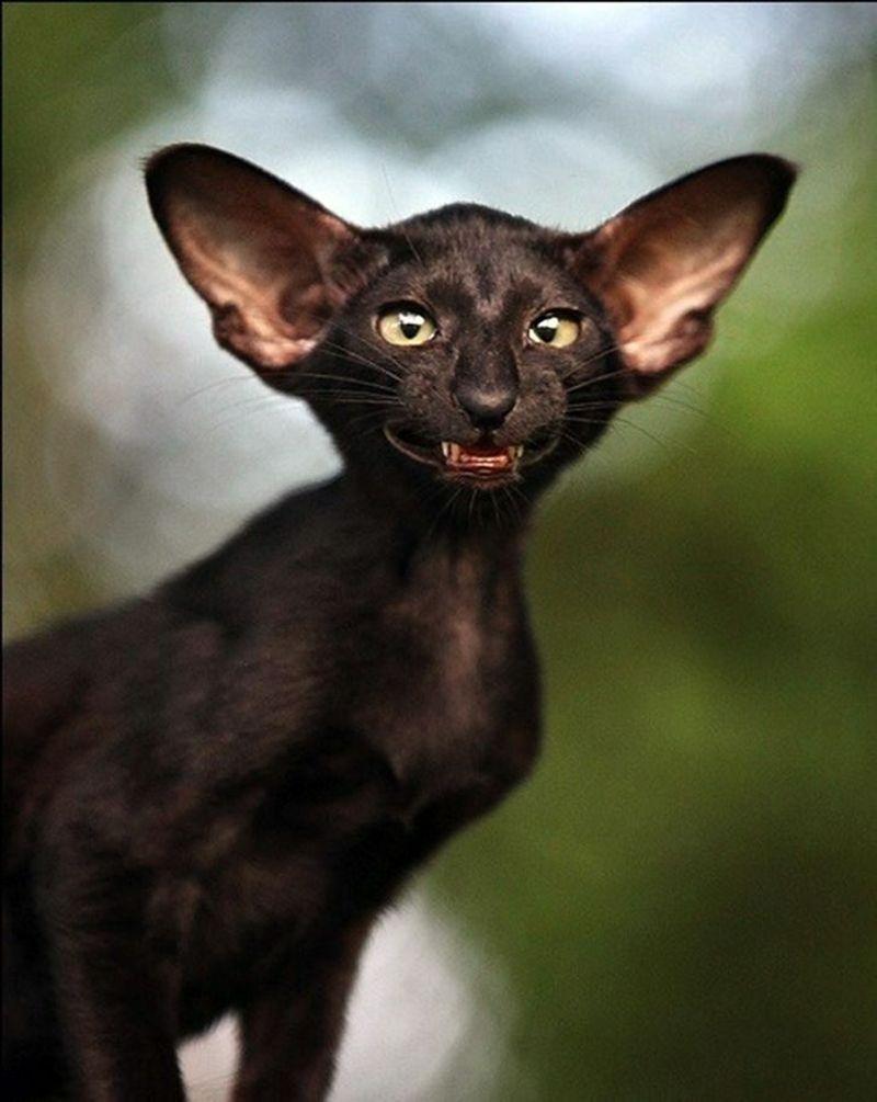 Oriental Shorthair