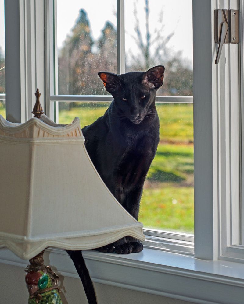 Oriental Shorthair