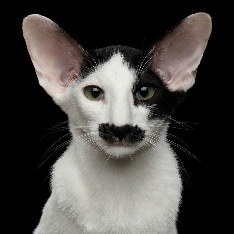 Oriental Shorthair