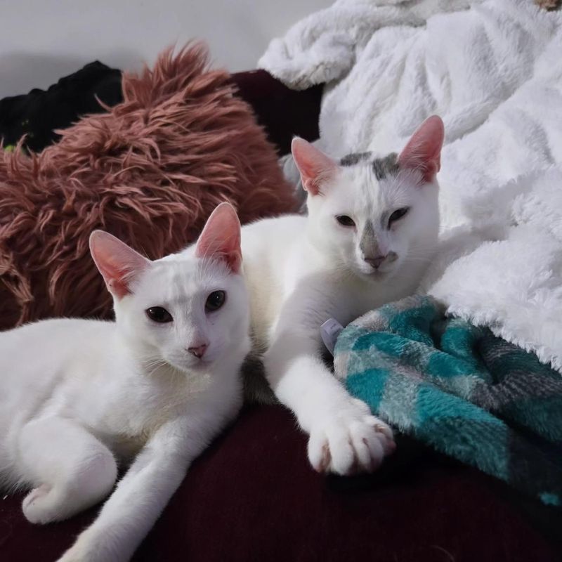 Oriental Shorthair