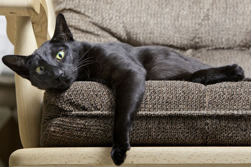 Oriental Shorthair: Too Talkative for Comfort