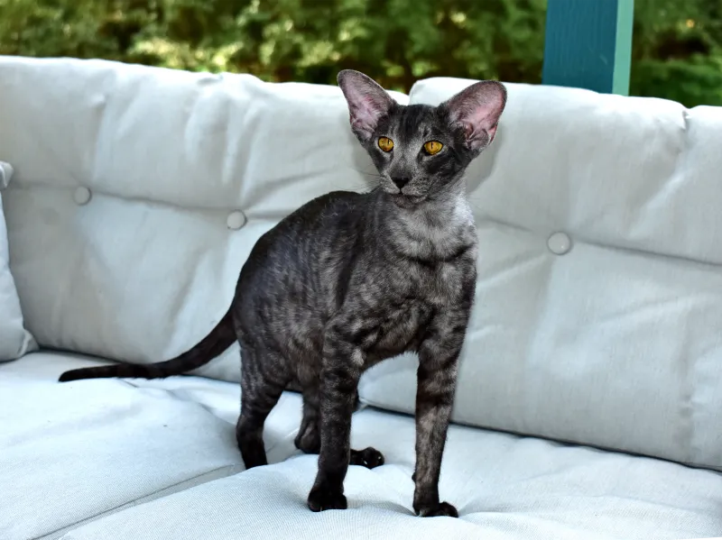 Oriental Shorthair
