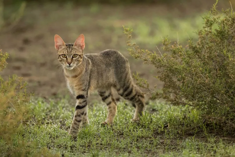Origins and Early Domestication