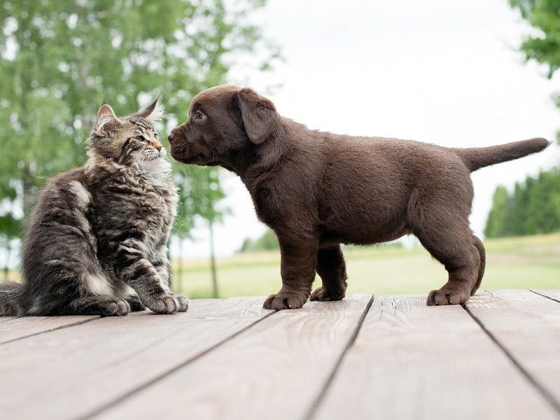 Other Pets