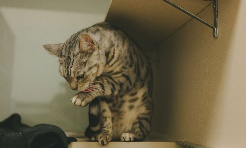 Over-Grooming