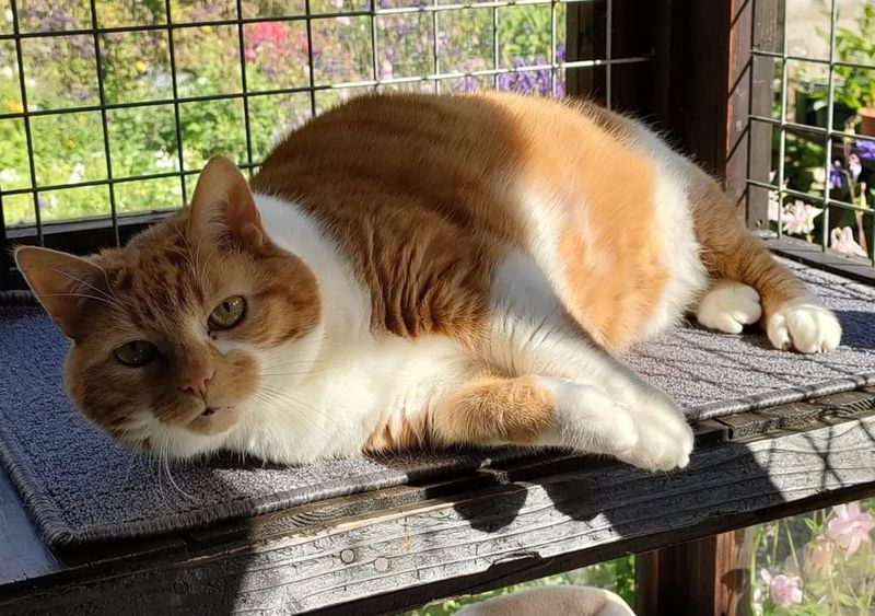 Overweight Cats