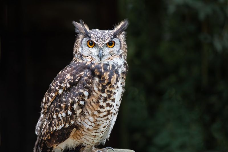 Owls
