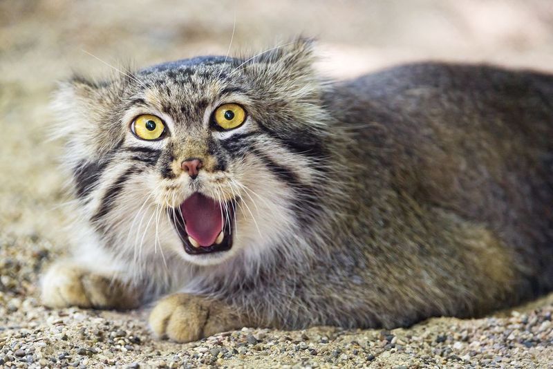 Pallas's Cat