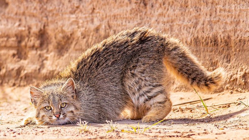 Pampas Cat