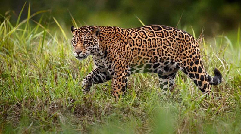 Pantanal, Brazil