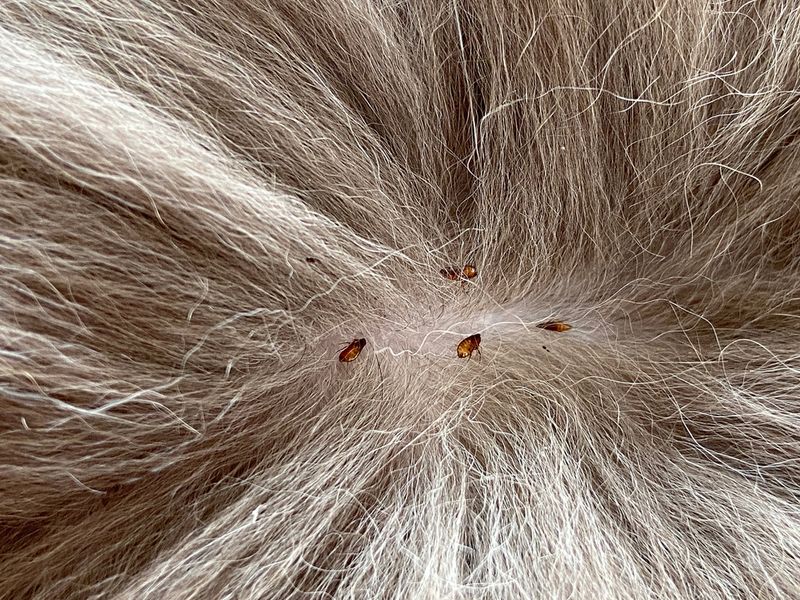 Parasite Prevention