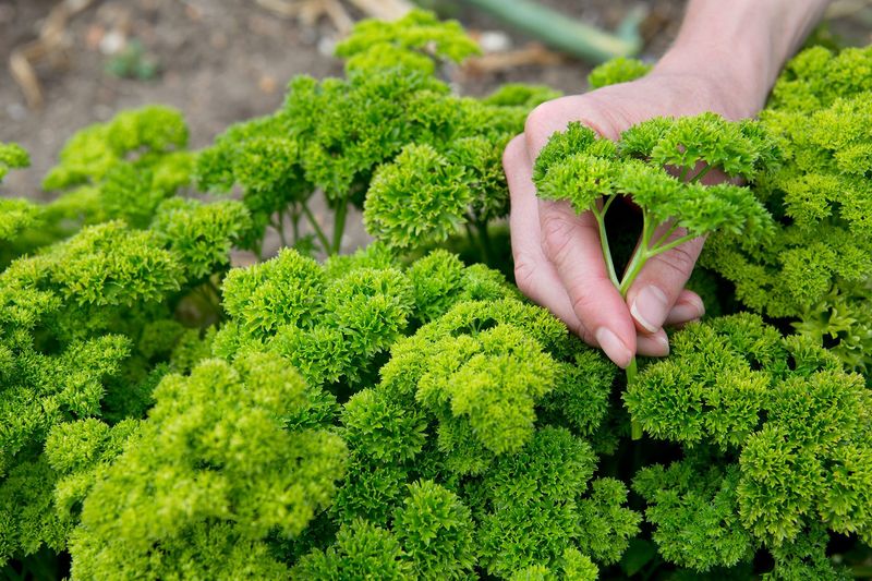 Parsley