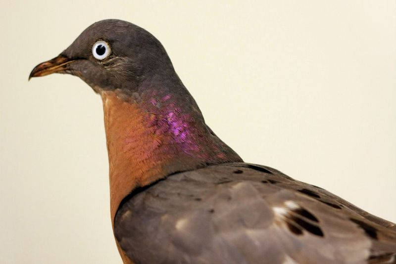 Passenger Pigeon