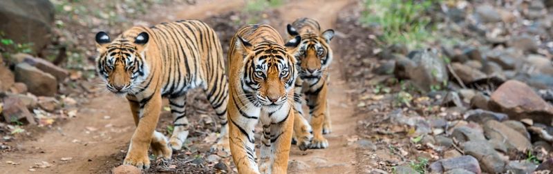 Pench National Park, India