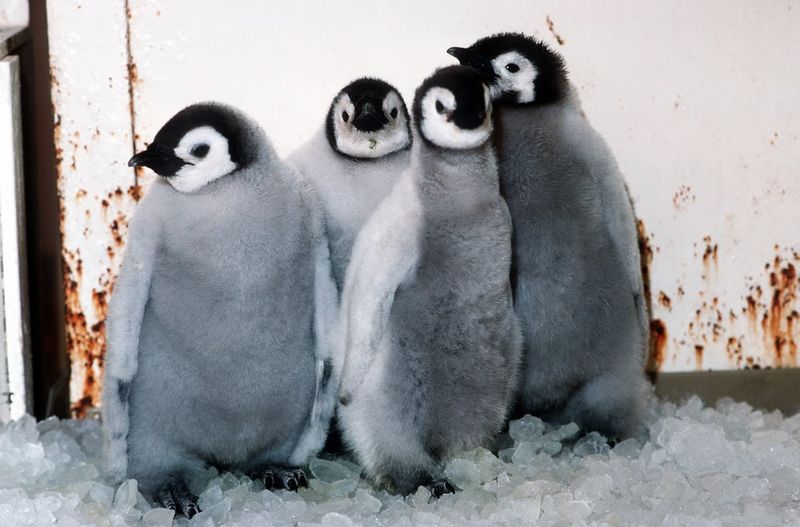 Penguins