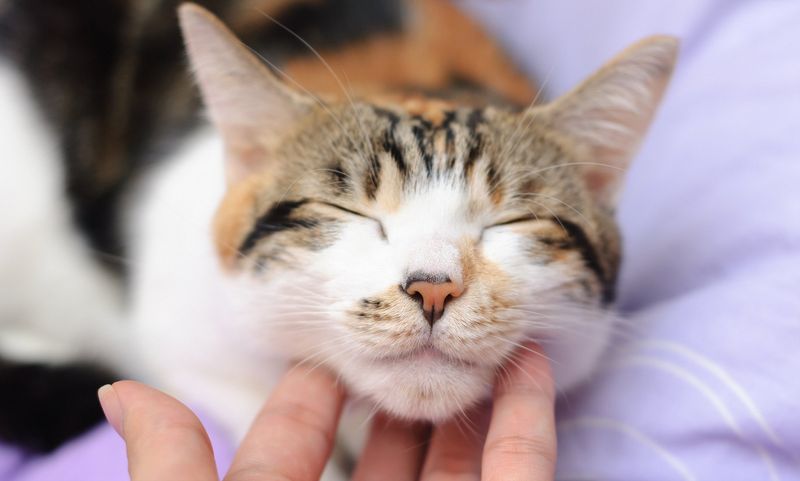 Perfect the Head Scratch Technique