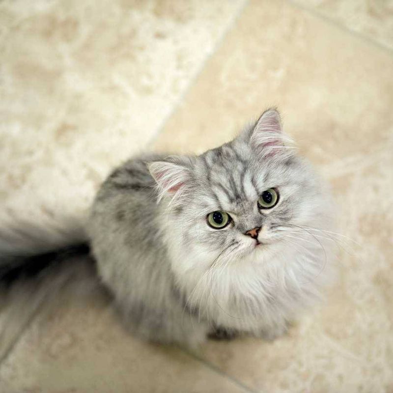 Persian