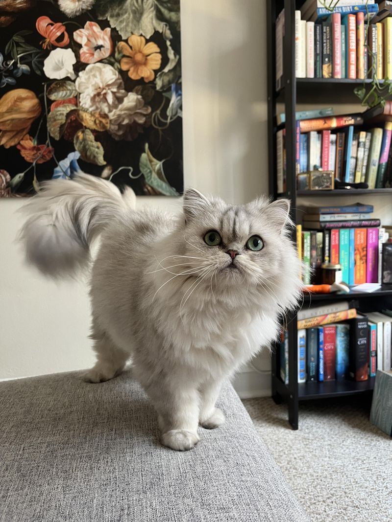 Persian