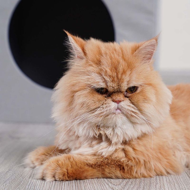 Persian