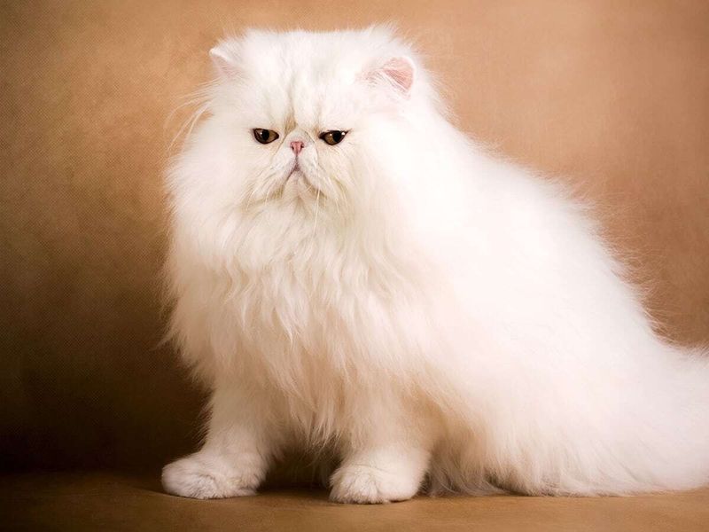Persian