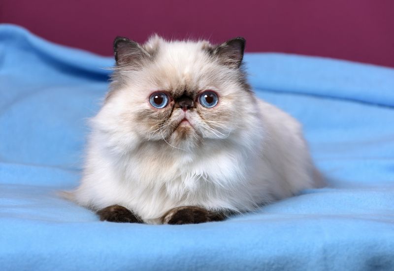 Persian