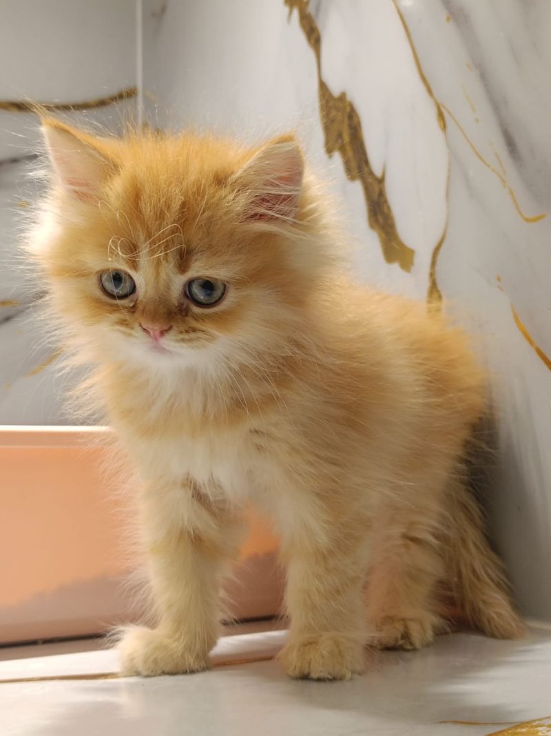 Persian