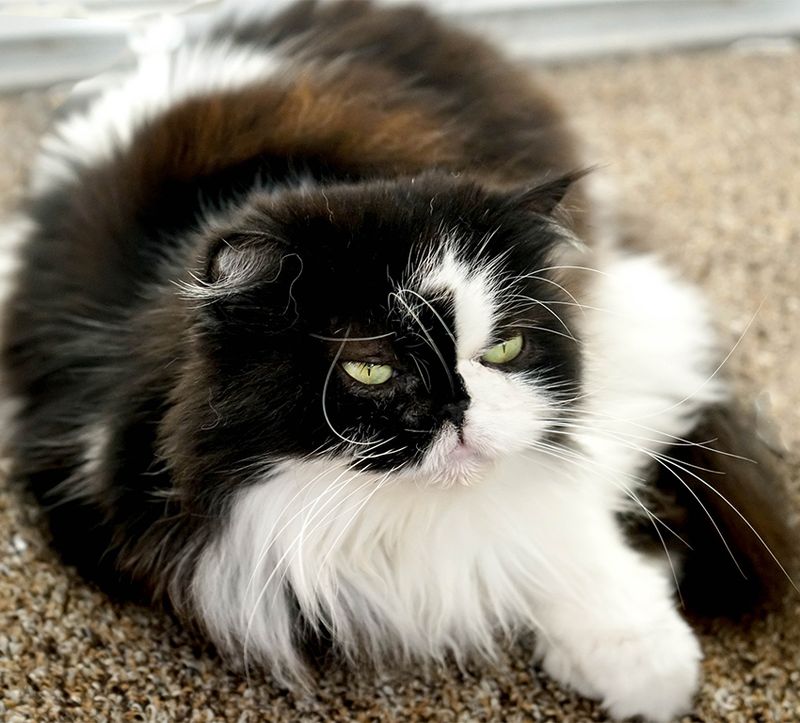Persian