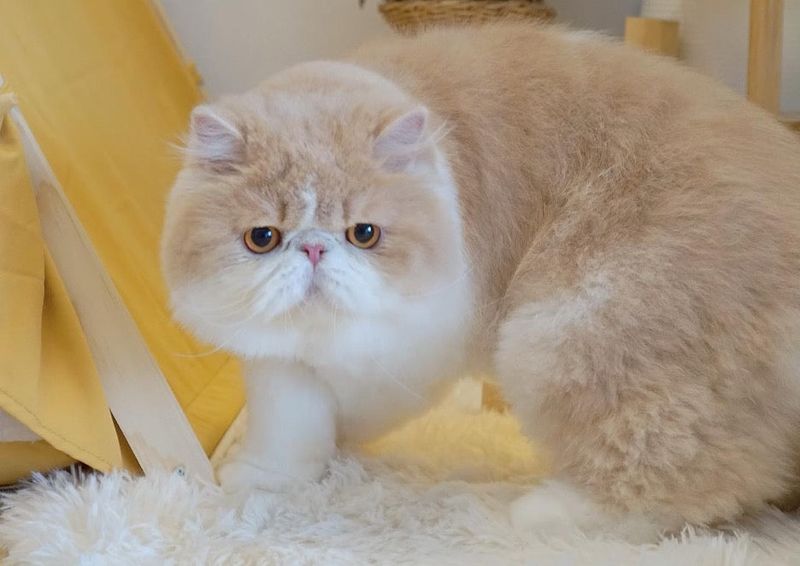 Persian