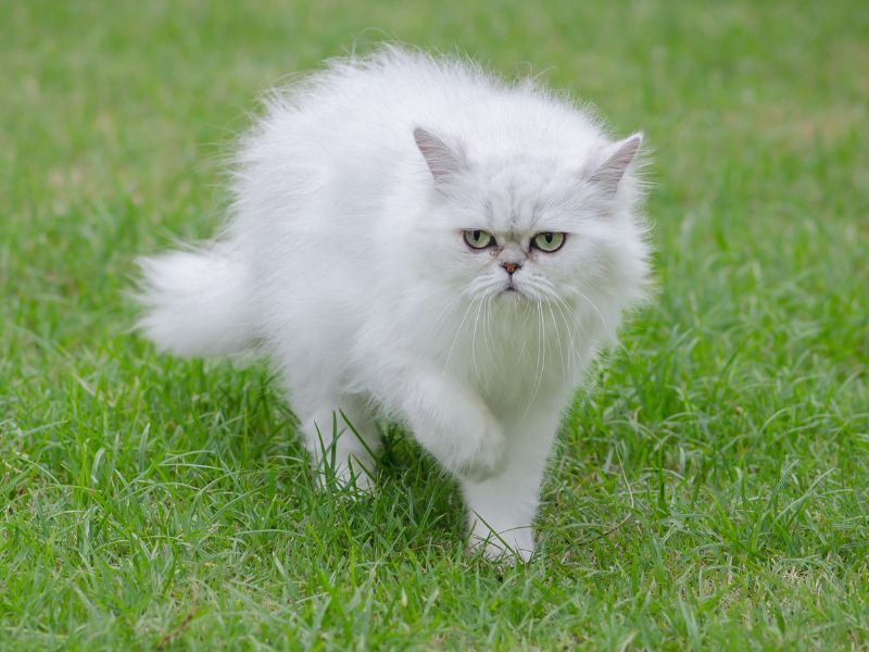 Persian