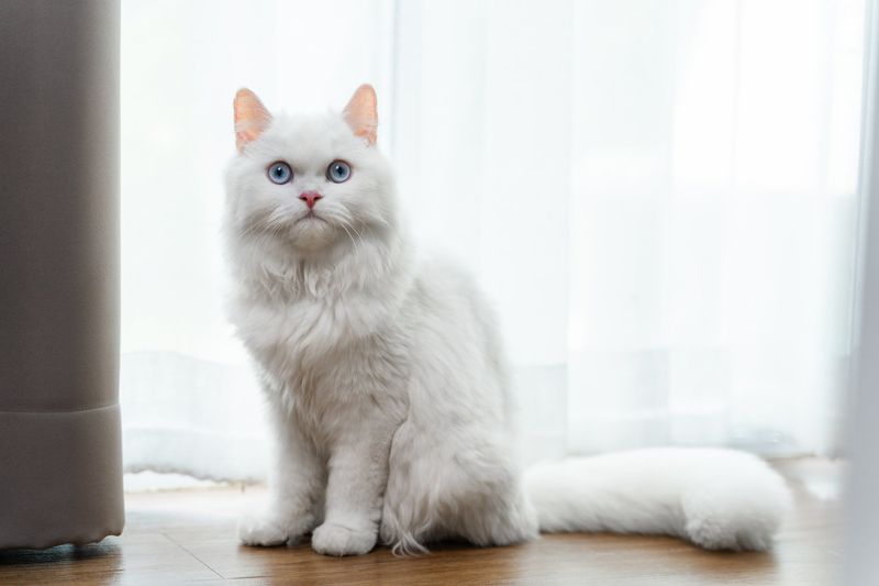 Persian