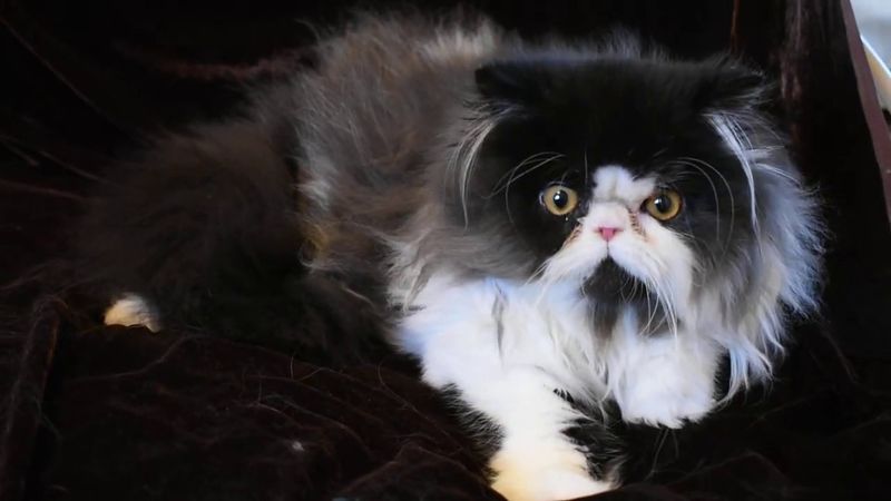 Persian