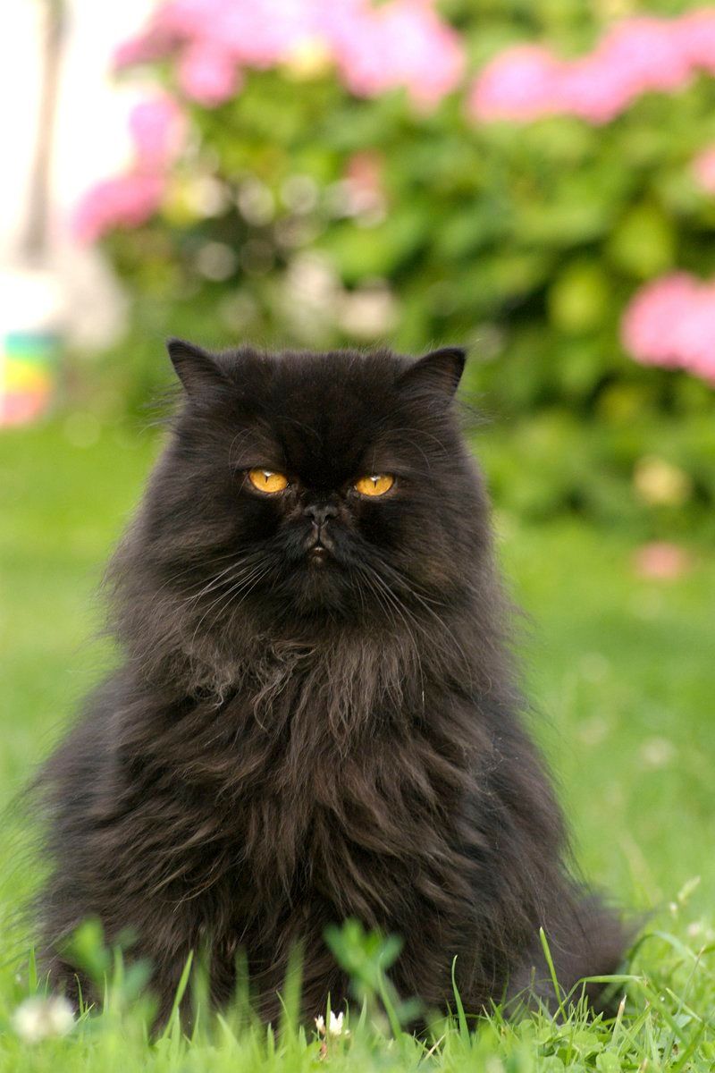Persian