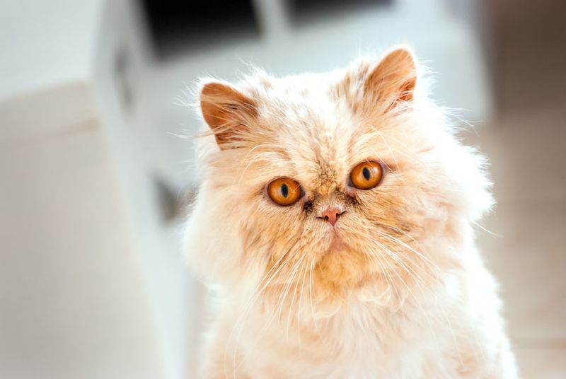 Persian