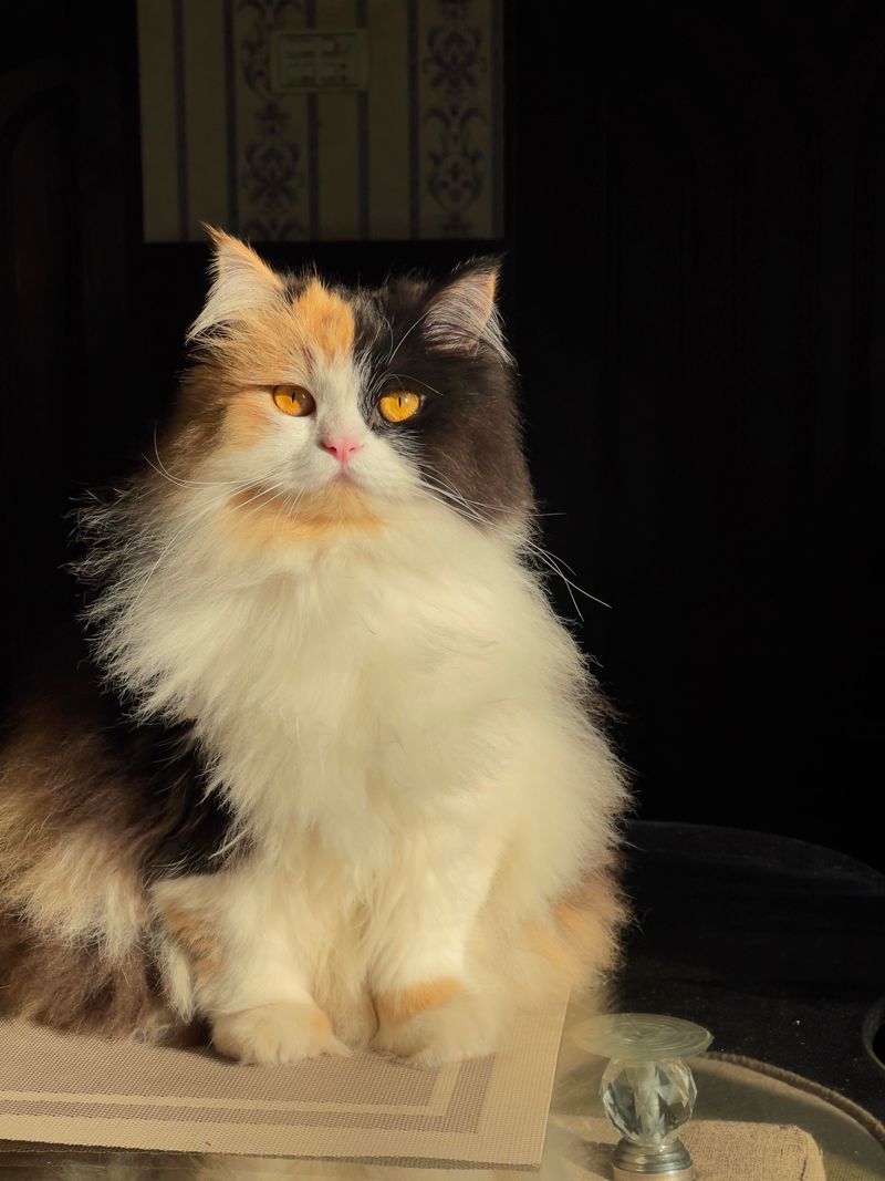 Persian