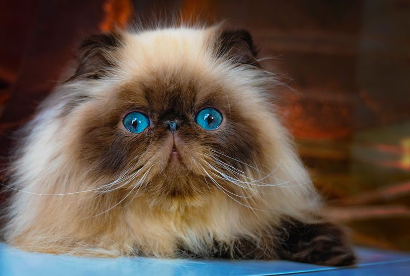 Persian