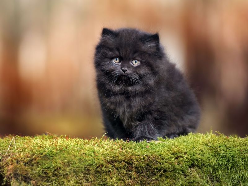 Persian