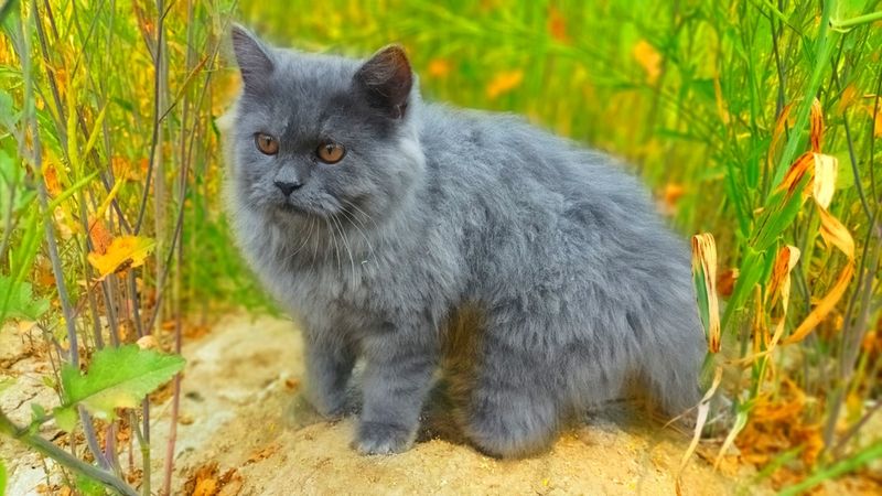 Persian